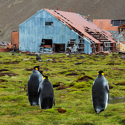 penguins in front of the old whaling station in Stromness on South Georgia