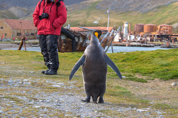 King penguin with cruise tourist standing in front of the abandoned whaling station in Grytviken, South Georgia Island