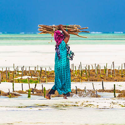 Woman working in a seaweed plantation at Paje, Zanzibar, Tanzania