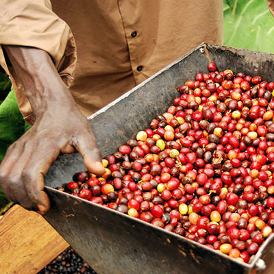 Unroasted arabica coffee beans in Uganda