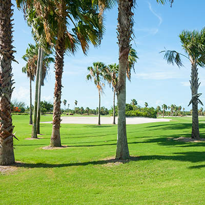 Palm trees at Provo Golf & Country Club, Turks & Caicos Islands