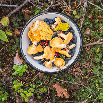 Wild berries and mushroom foraging in the Nordic forest