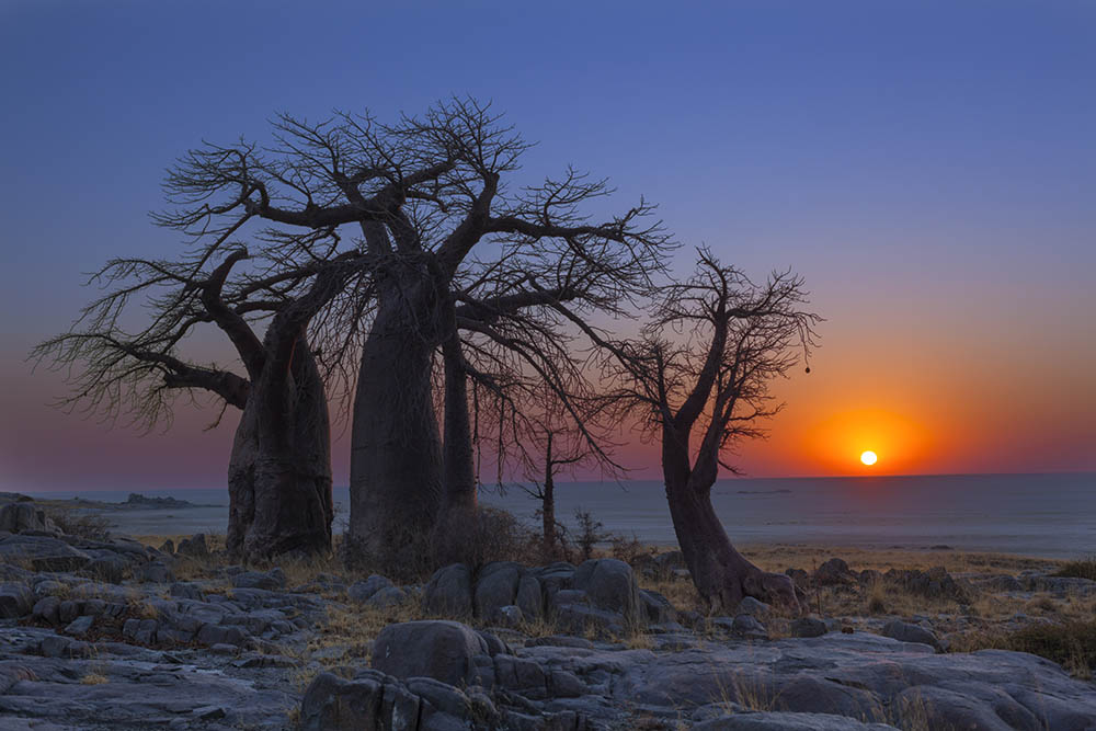 Baobab trees at Kubu Island, Makgadikgadi Pans, Botswana