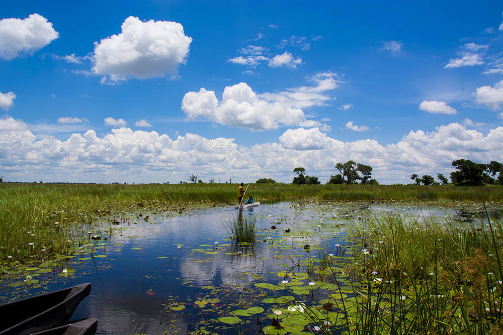 Blooming Water lilies and Mokoro in Okavango Delta, Botswana