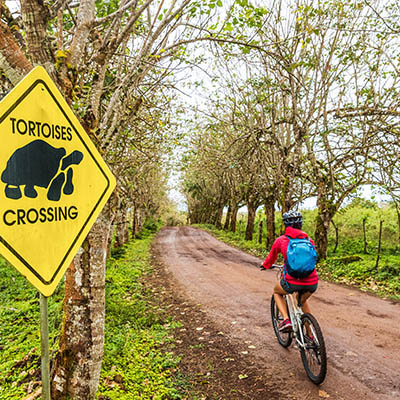 Galapagos Giant Tortoise funny sign and woman tourist cycling on bike on Santa Cruz Island on Galapagos Islands. Animals, nature and wildlife video of tortoise in highlands of Galapagos, Ecuador.