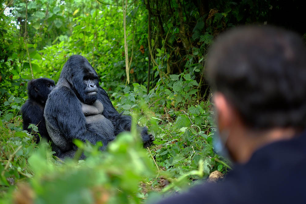 Encounter of tourist and mountain gorilla in Volcanoes National Park, Rwanda, Africa