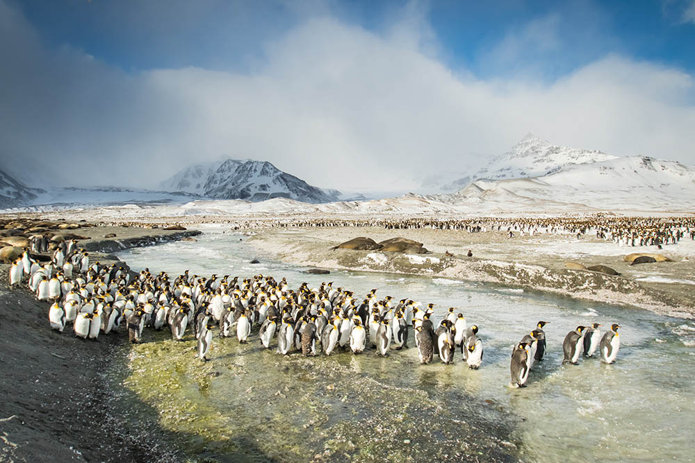 pengiuns on the beach of South Georgia