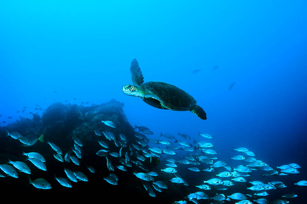 Green sea turtle swimming with a shoal of fish