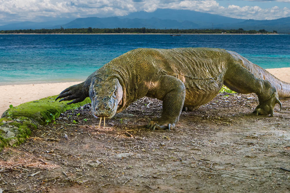 A Komodo dragon on the beach of Komodo Island, Indonesia