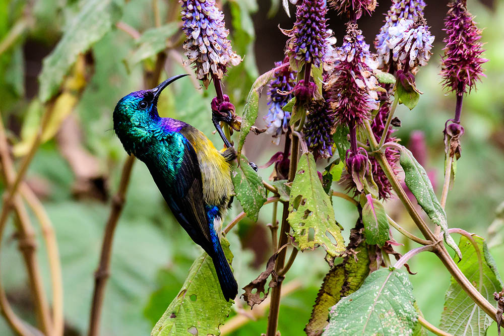 Variable sunbird in Nyungwe National Park, Rwanda