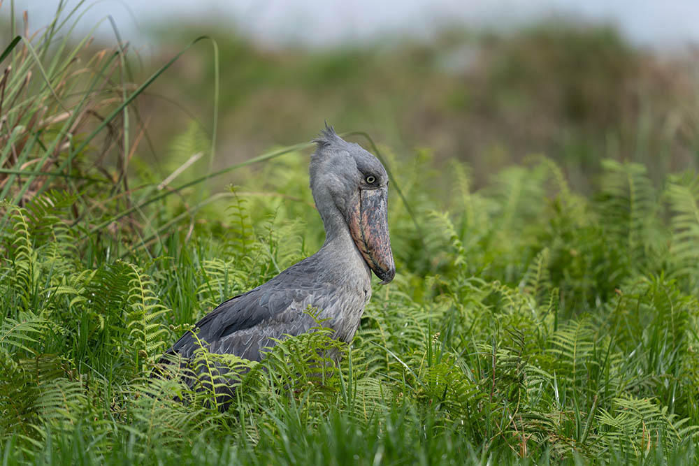 Shoebill in Akagera National Park, Rwanda