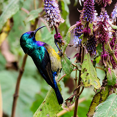 Variable sunbird in Nyungwe National Park, Rwanda