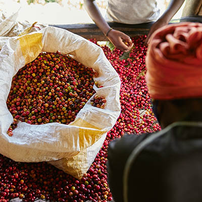 Female workers sorting coffee beans at washing station in Rwanda