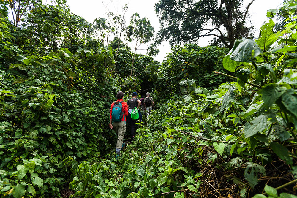 Hiking in Volcanoes National Park, Rwanda