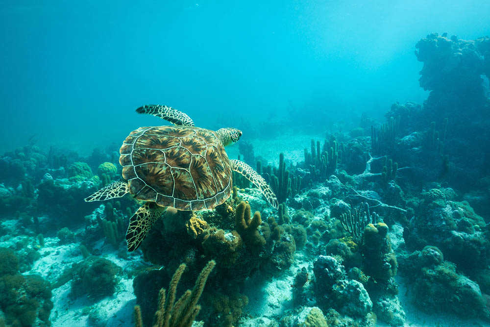 Green Sea Turtle swimming on Smith's Reef off the island of Providenciales, Turks and Caicos Islands